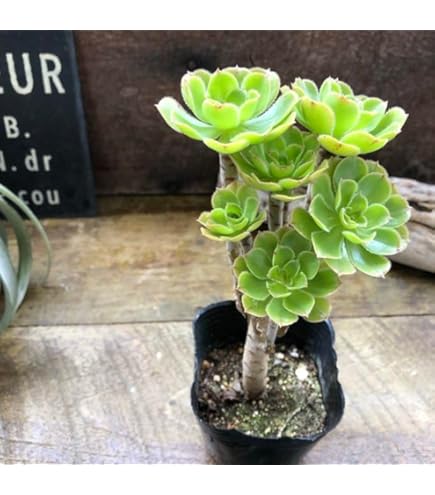 多肉植物　エケベリア　カリビアンブルー 366 カリビアンブルーの生長記録 2021.03.20更新｜🍀GreenSnap